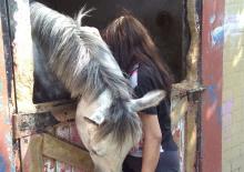 Los chicos de la Casa de reposo reciben terapias con caballos
